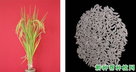 川江优2号水稻品种好不好? 川江优2号水稻品种好不好?