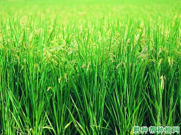 扬农稻1号水稻品种好不好? 扬农稻1号水稻品种好不好?
