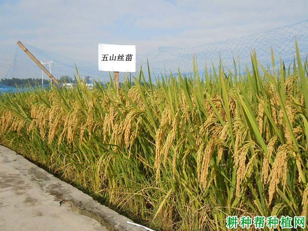五山丝苗水稻品种好不好? 五山丝苗水稻品种好不好?