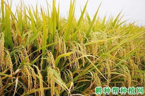 扬农稻1号水稻品种好不好? 扬农稻1号水稻品种好不好?