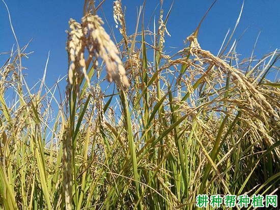 博香占3号水稻品种好不好? 博香占3号水稻品种好不好?