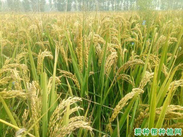 辽星8号水稻品种好不好? 辽星8号水稻品种好不好?