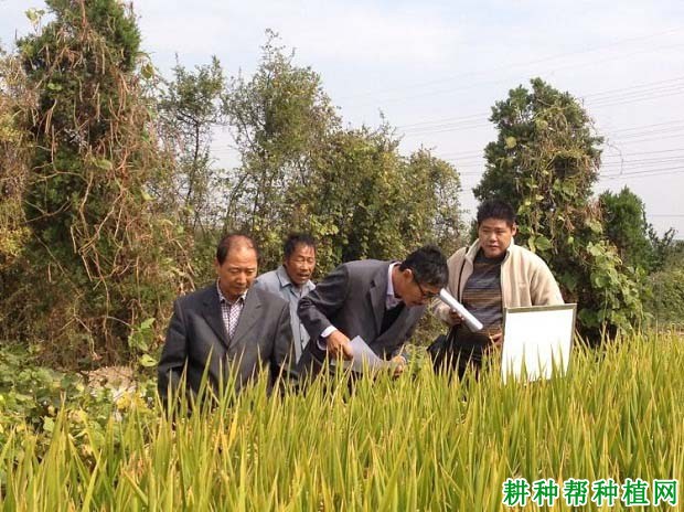 津粳优28水稻品种好不好? 津粳优28水稻品种好不好?