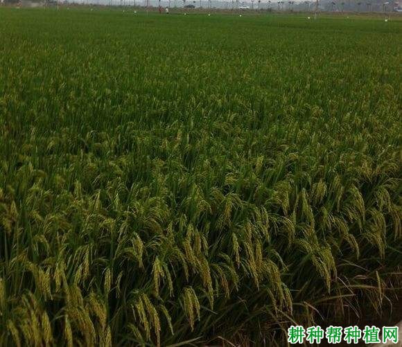 华两优1206水稻品种好不好? 华两优1206水稻品种好不好?