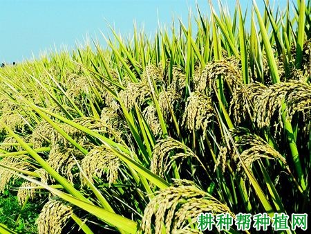 京优13水稻品种好不好? 京优13水稻品种好不好?