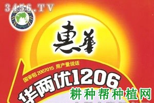 华两优1206水稻品种好不好? 华两优1206水稻品种好不好?