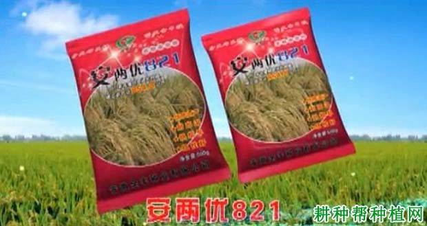 安两优821水稻品种好不好? 安两优821水稻品种好不好?