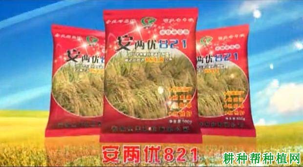 安两优821水稻品种好不好? 安两优821水稻品种好不好?