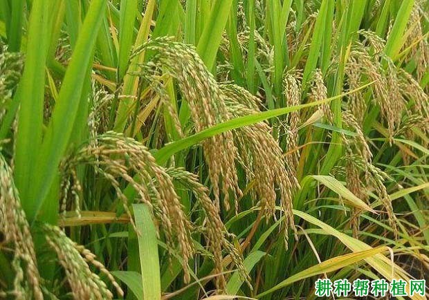 湘早143水稻品种好不好? 湘早143水稻品种好不好?