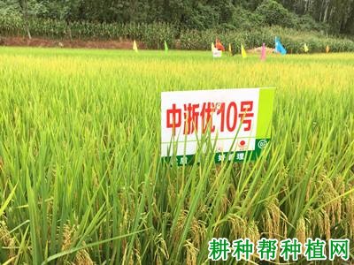 中浙优10号水稻品种好不好? 中浙优10号水稻品种好不好?