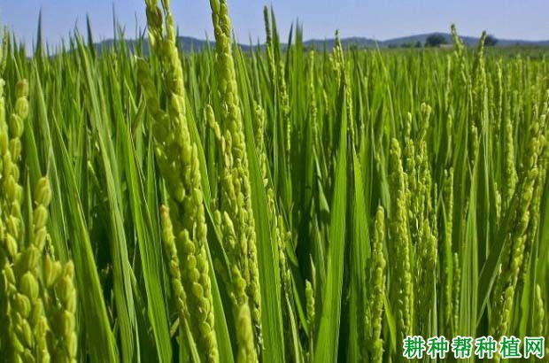 湘早143水稻品种好不好? 湘早143水稻品种好不好?