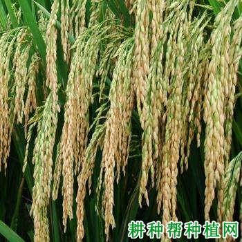 中浙优10号水稻品种好不好? 中浙优10号水稻品种好不好?