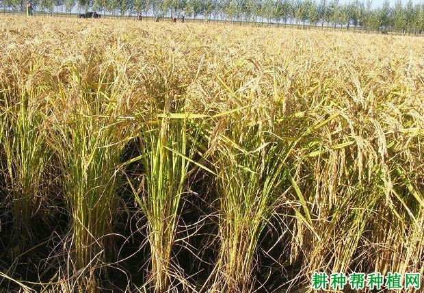 金丝软占水稻品种好不好? 金丝软占水稻品种好不好?