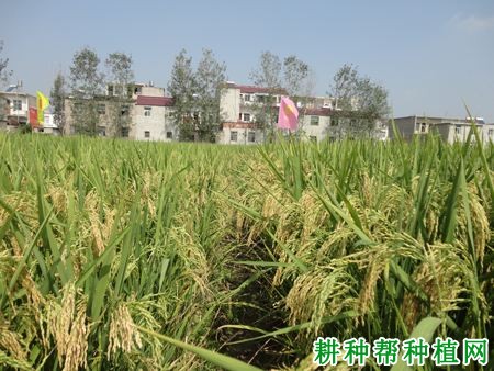 矮两优6号水稻品种好不好? 矮两优6号水稻品种好不好?