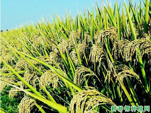 金粳优132水稻品种好不好? 金粳优132水稻品种好不好?