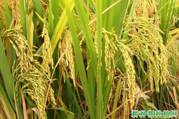 育龙1号水稻品种好不好? 育龙1号水稻品种好不好?