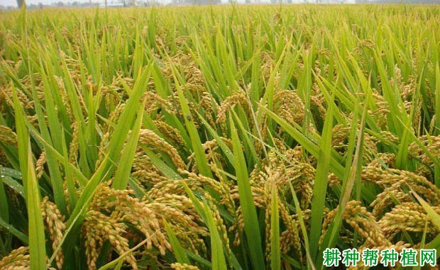 津粳优88水稻品种好不好? 津粳优88水稻品种好不好?