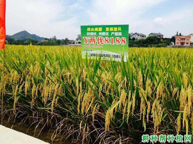 Y两优8188水稻品种好不好? Y两优8188水稻品种好不好?