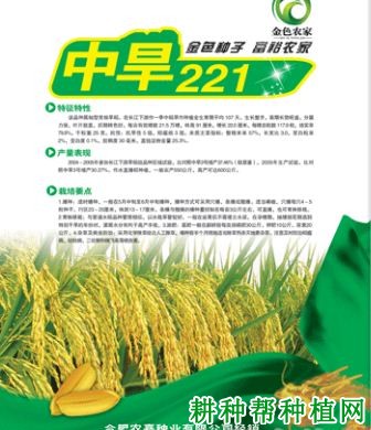 中旱221水稻品种好不好？