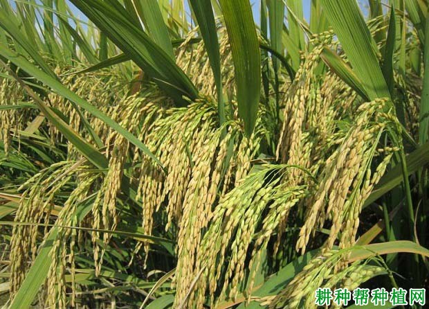 Ⅲ优98水稻品种好不好? Ⅲ优98水稻品种好不好?