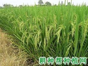 泸优1256水稻品种好不好? 泸优1256水稻品种好不好?