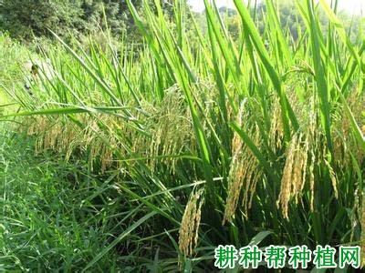 泸优1256水稻品种好不好? 泸优1256水稻品种好不好?