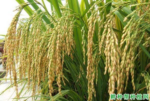 渝香203水稻品种好不好? 渝香203水稻品种好不好?