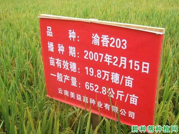 渝香203水稻品种好不好? 渝香203水稻品种好不好?