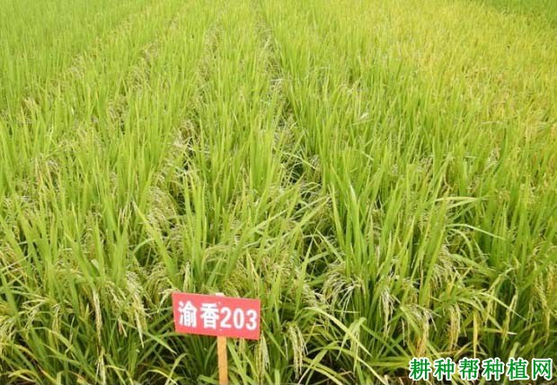 渝香203水稻品种好不好? 渝香203水稻品种好不好?
