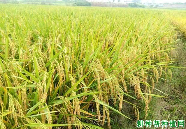 两优038水稻品种好不好? 两优038水稻品种好不好?