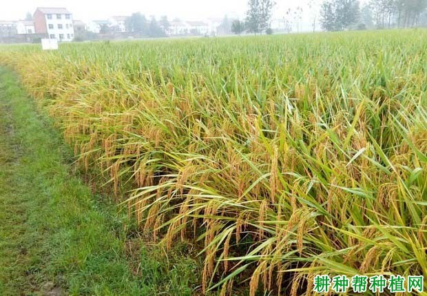 两优038水稻品种好不好? 两优038水稻品种好不好?
