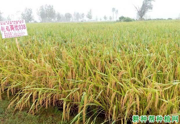 两优038水稻品种好不好? 两优038水稻品种好不好?