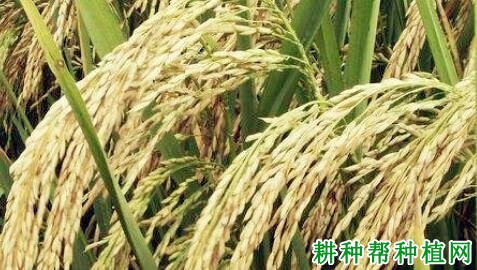 辽旱109水稻品种好不好? 辽旱109水稻品种好不好?