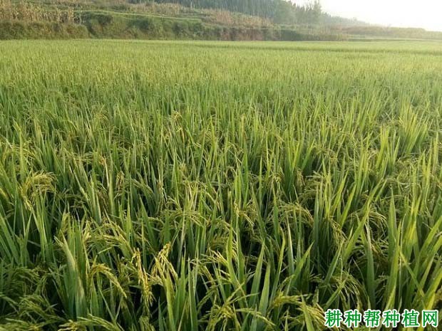 赣晚籼34号水稻品种好不好？