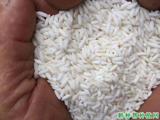 珍珠糯水稻品种好不好? 珍珠糯水稻品种好不好?