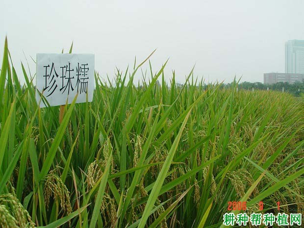 珍珠糯水稻品种好不好? 珍珠糯水稻品种好不好?