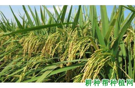 Y两优792水稻品种好不好? Y两优792水稻品种好不好?