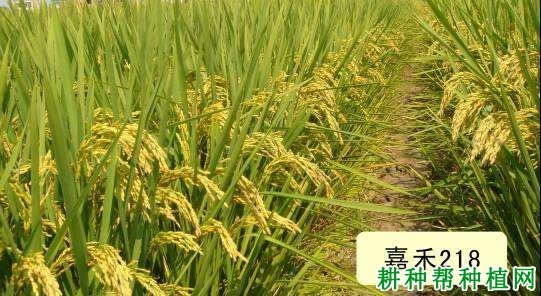 嘉禾218水稻品种好不好? 嘉禾218水稻品种好不好?
