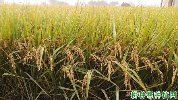 嘉禾218水稻品种好不好? 嘉禾218水稻品种好不好?