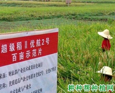 Ⅱ优航2号水稻品种好不好? Ⅱ优航2号水稻品种好不好?