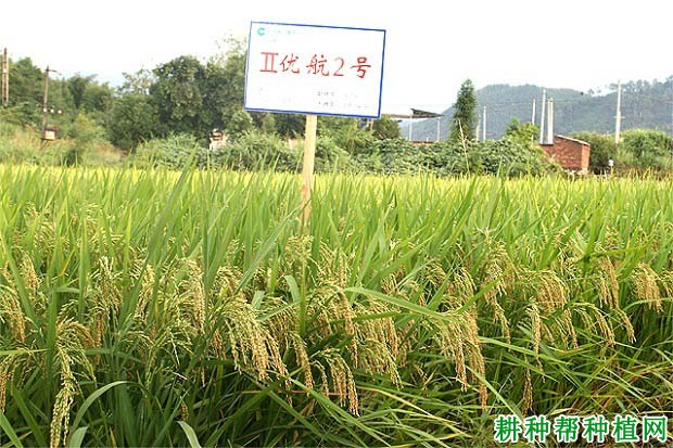 Ⅱ优航2号水稻品种好不好? Ⅱ优航2号水稻品种好不好?
