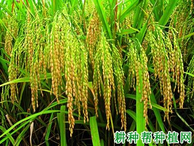 Ⅱ优航2号水稻品种好不好? Ⅱ优航2号水稻品种好不好?
