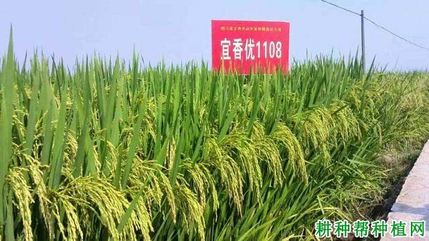 宜香优1108水稻品种好不好? 宜香优1108水稻品种好不好?