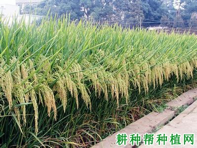 奥两优28水稻品种好不好? 奥两优28水稻品种好不好?