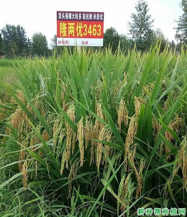 隆两优3463水稻品种好不好? 隆两优3463水稻品种好不好?