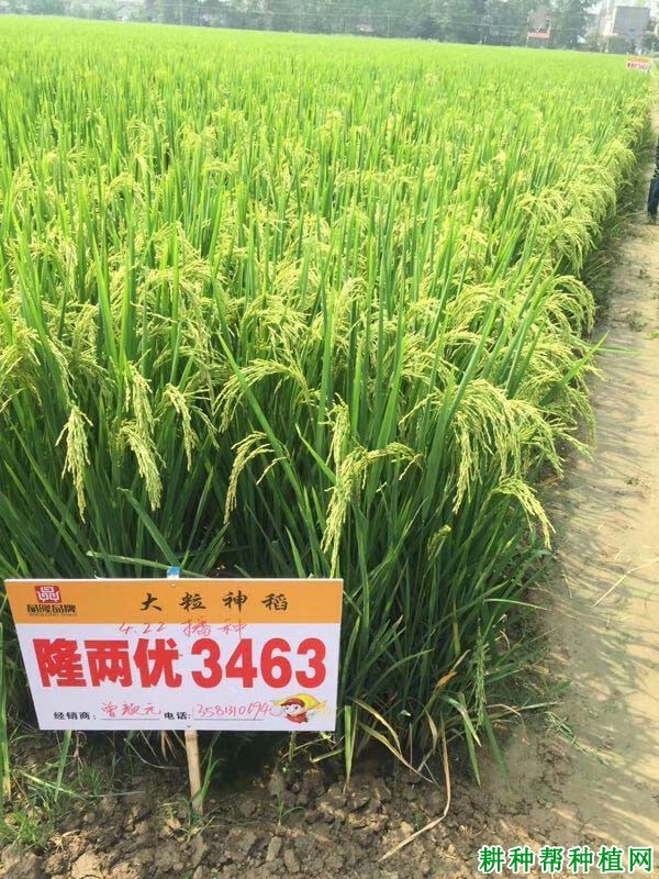 隆两优3463水稻品种好不好? 隆两优3463水稻品种好不好?