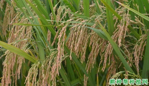徐2优1号水稻品种好不好? 徐2优1号水稻品种好不好?