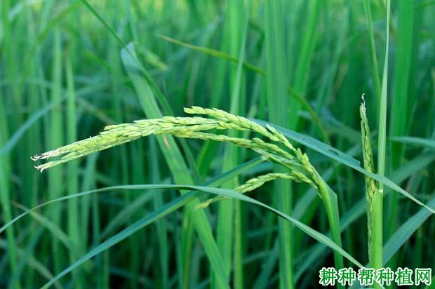 浙农大454水稻品种好不好? 浙农大454水稻品种好不好?
