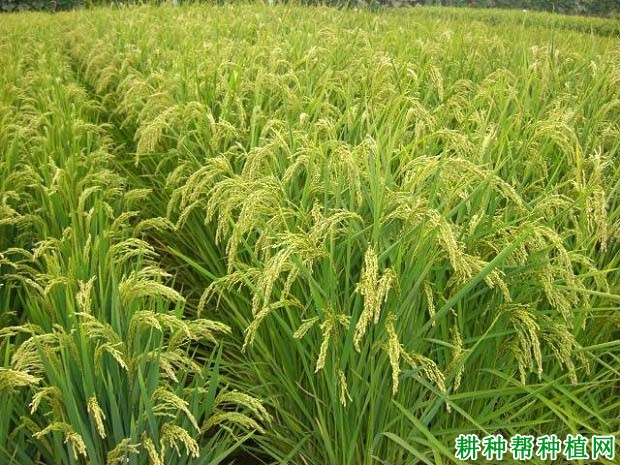 吉粳110水稻品种好不好? 吉粳110水稻品种好不好?