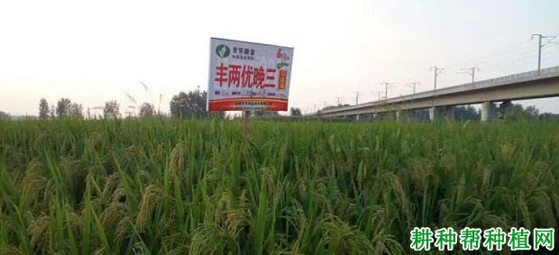 丰两优晚三水稻品种好不好? 丰两优晚三水稻品种好不好?